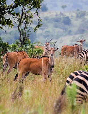 Two zebras in Rwanda