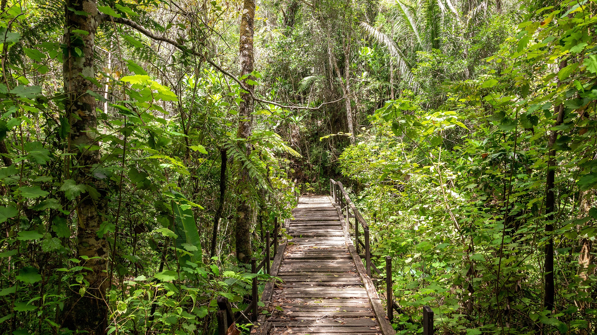wooden boardwalk winding through a dense tropical rainforest in Madagascar