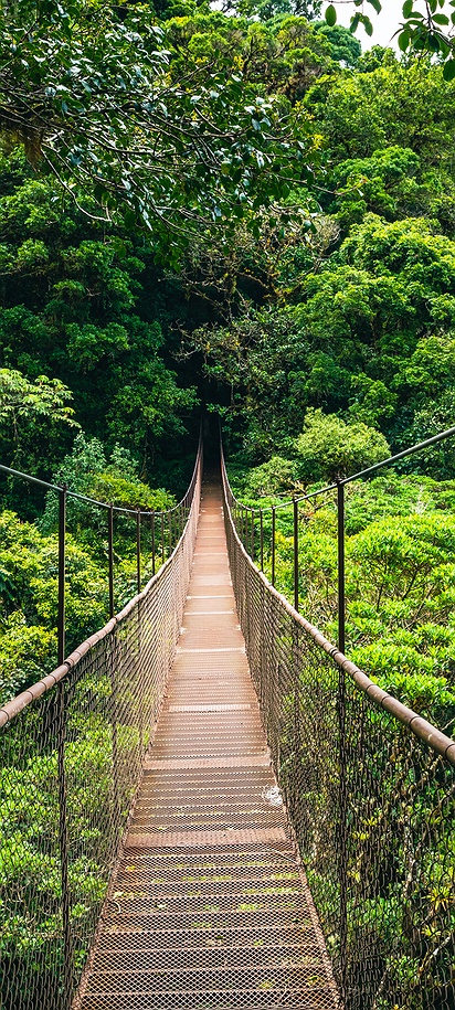 suspension bridge in the lush Monteverde Cloud Forest Reserve in Costa Rica