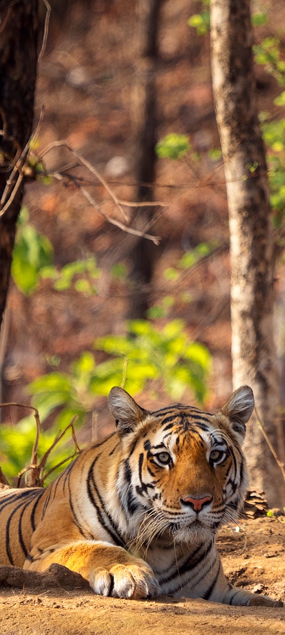 Bengal tiger