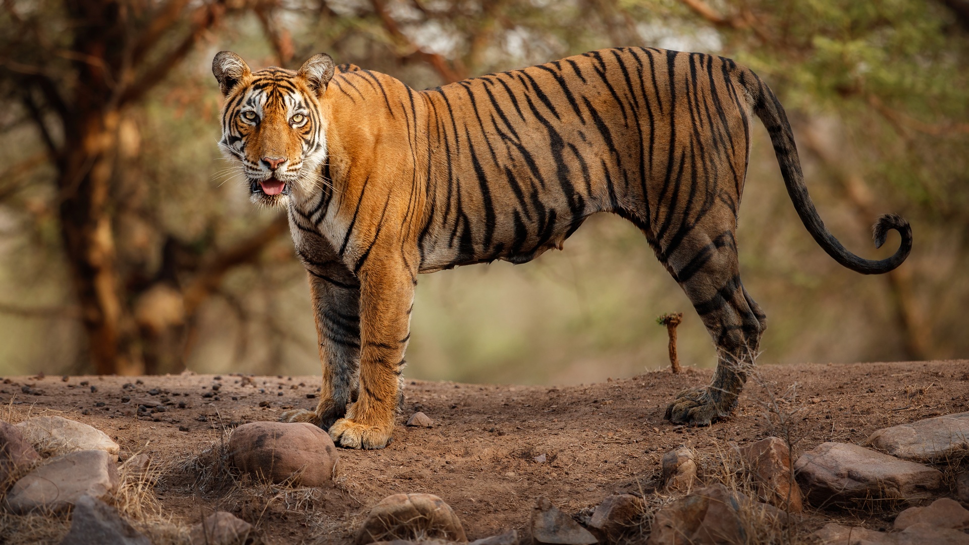 Bengal tiger in India