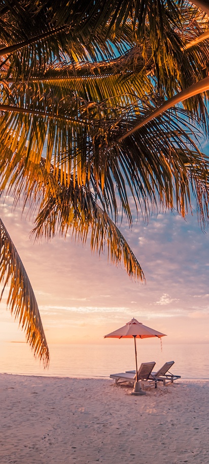 Palm-lined beach at sunset