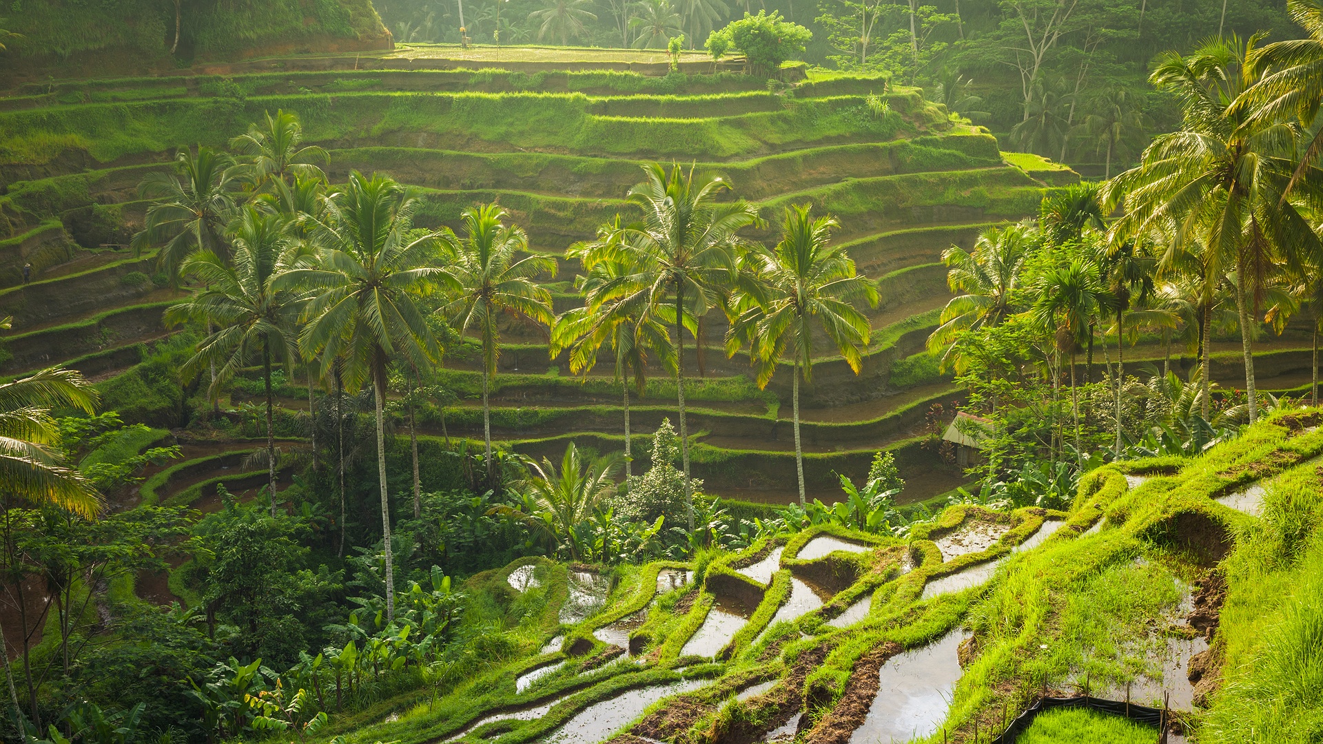 the Tegallalang Rice Terraces located near Ubud in Bali, Indonesia
