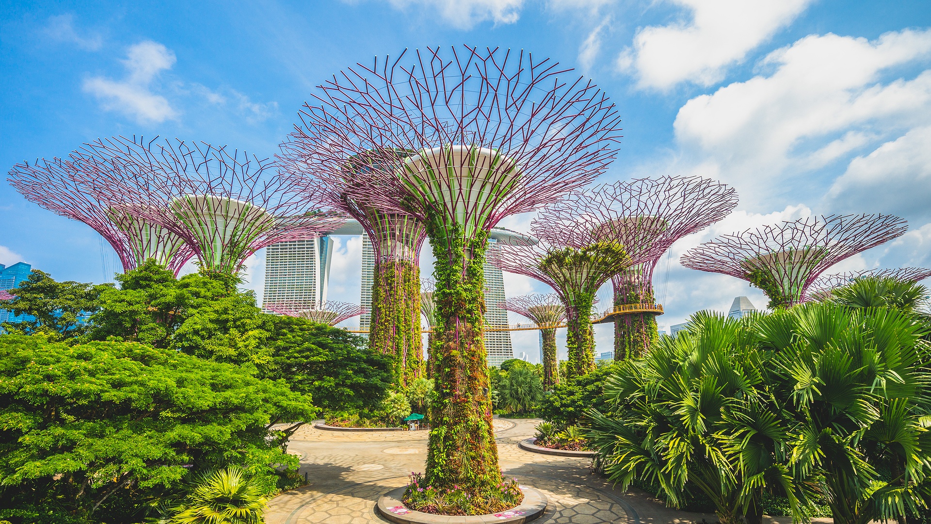 the Supertree Grove at Gardens by the Bay in Singapore