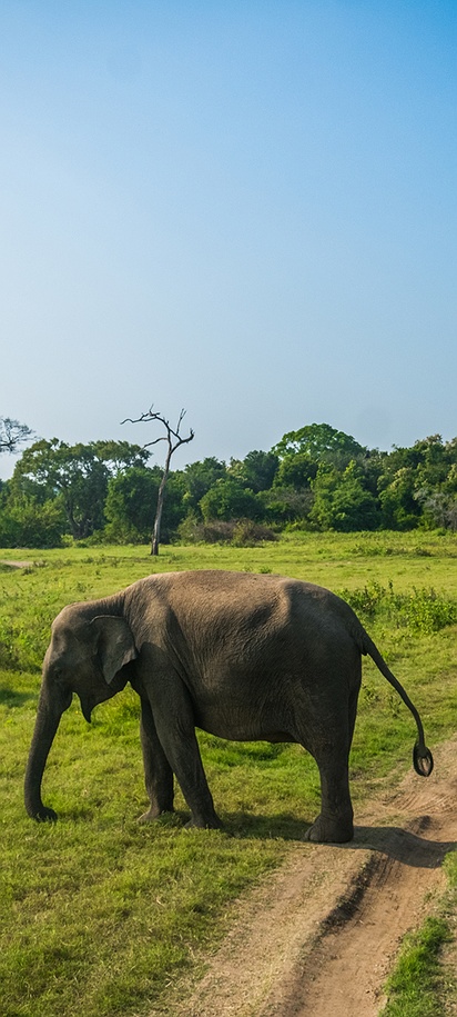 Sri Lankan elephants in Minneriya National Park