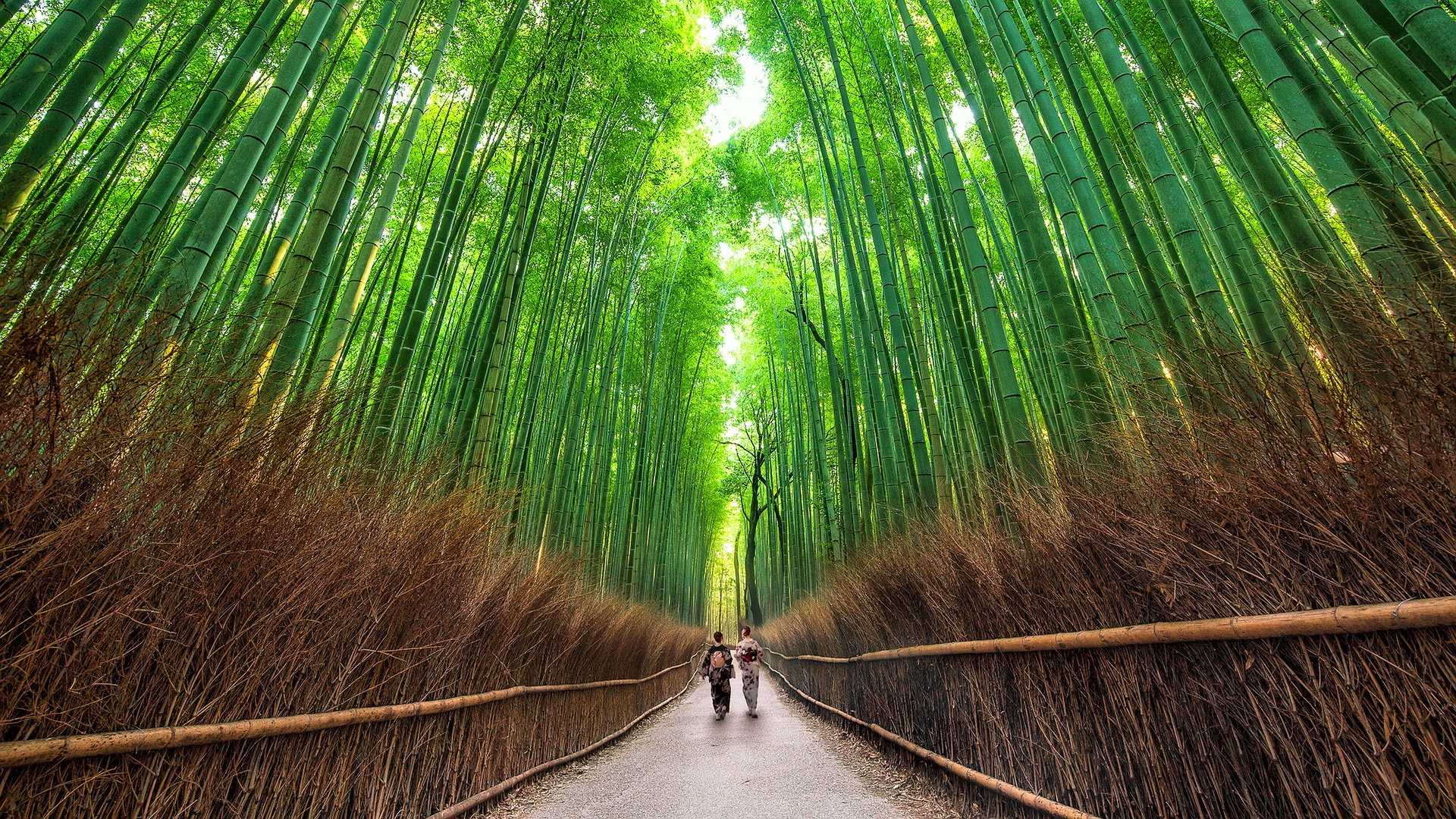 famous Arashiyama Bamboo Grove in Kyoto, Japan