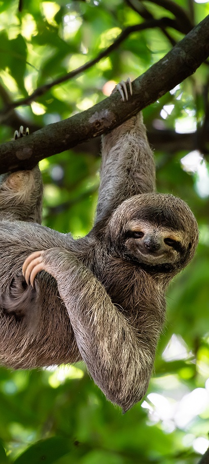 Sloth in Costa Rica rainforests