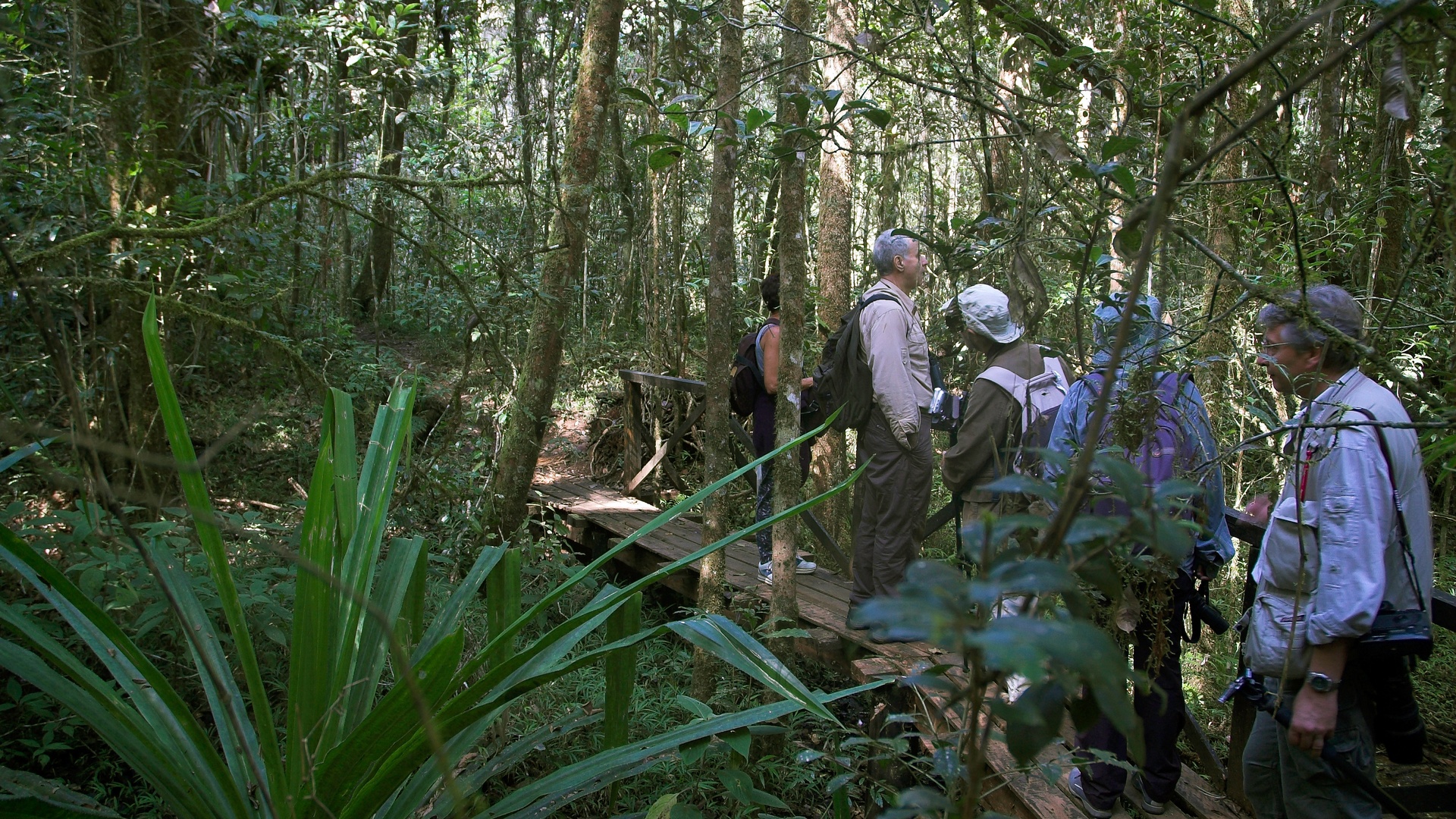 Analamazaotra National Park in Madagascar