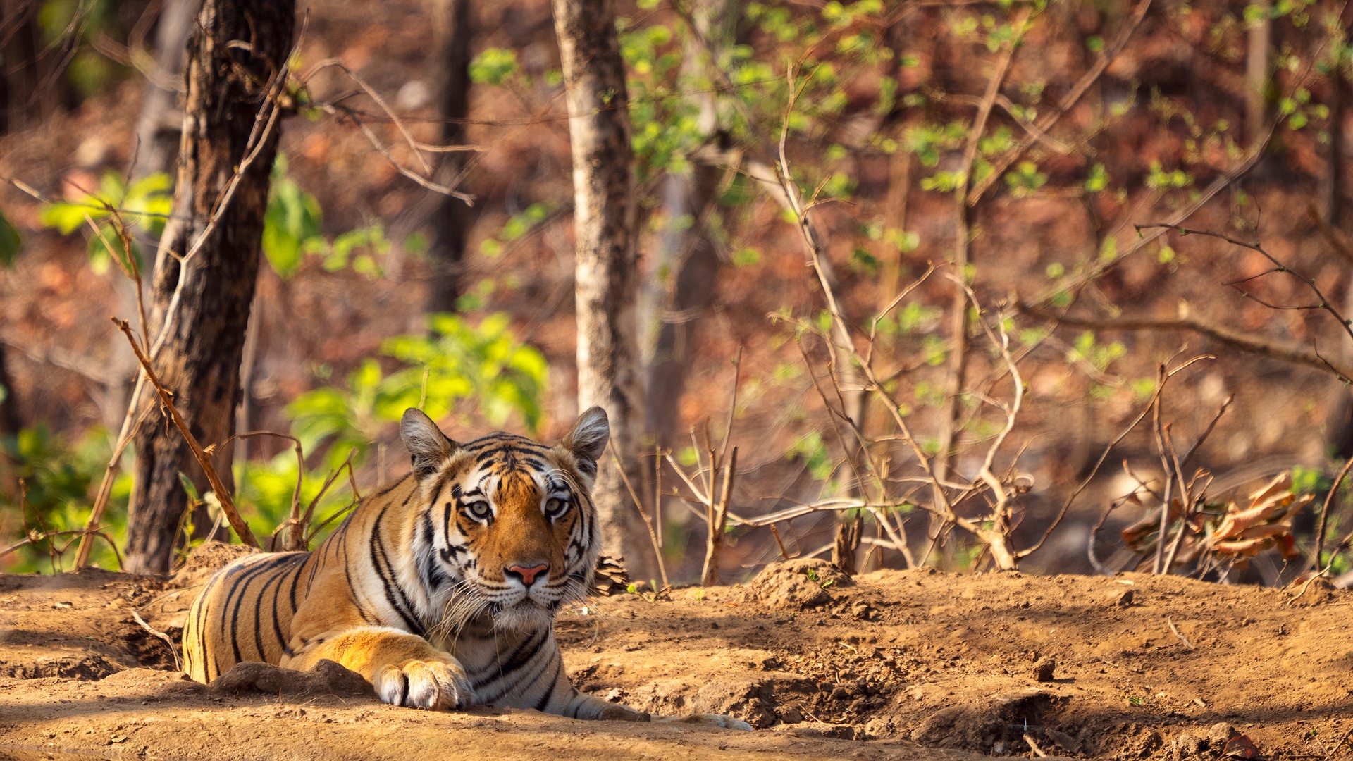  Bengal tiger 