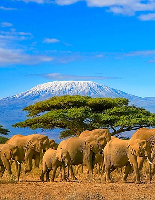 Tanzania safari
