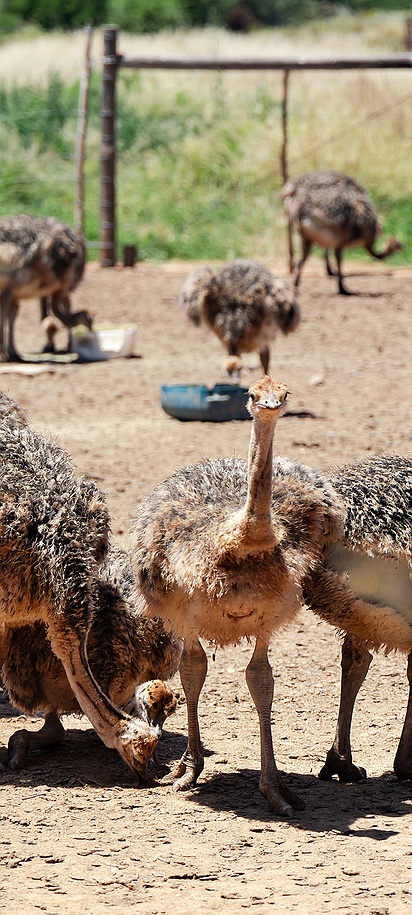 South African ostrich