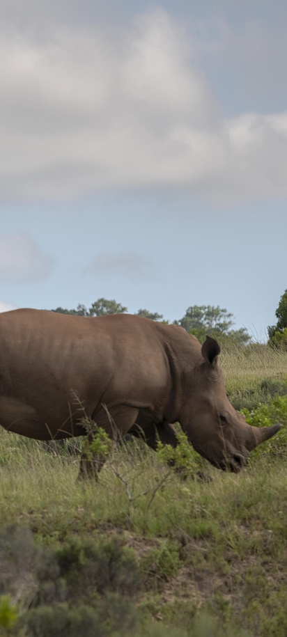 white rhinoceros safari