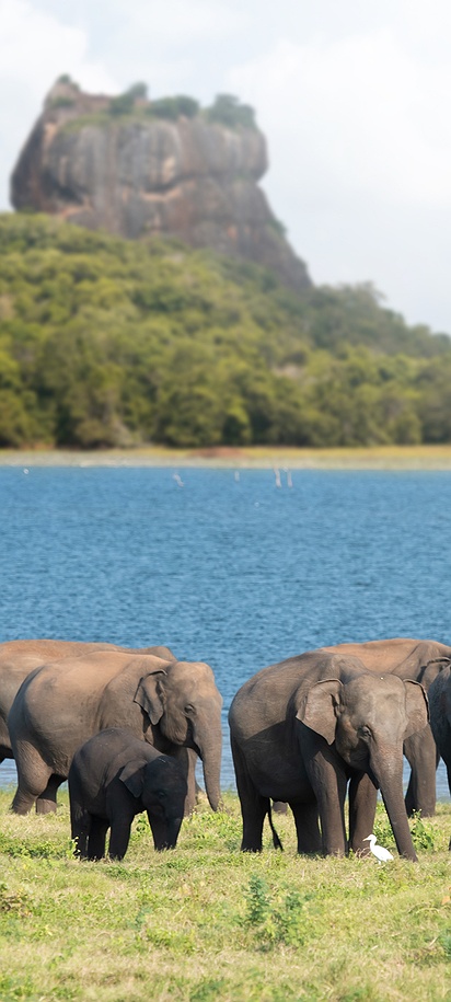 Herd of Sri Lankan elephants