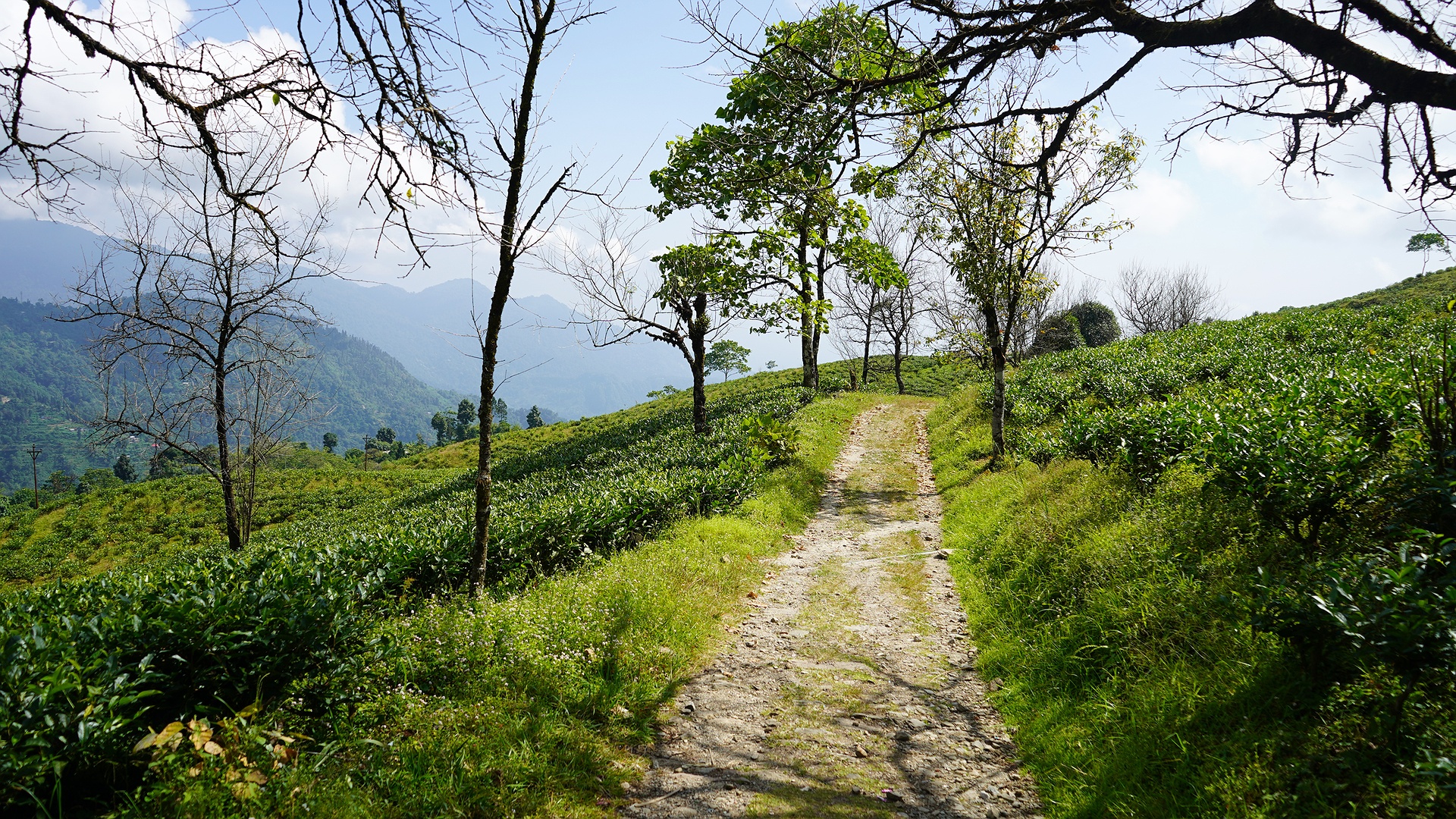 tea gardens in the Darjeeling