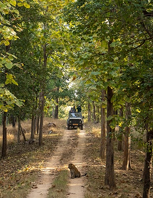 Bengal tiger in India