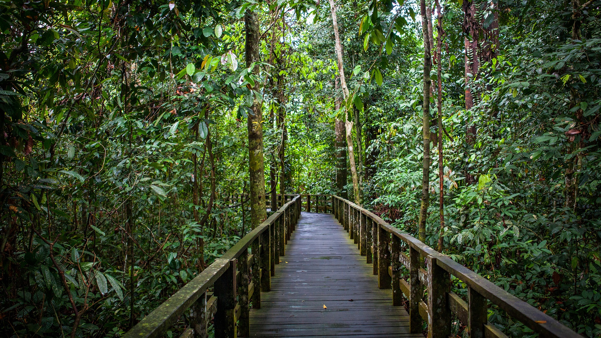 Rainforest Discovery Centre in Sandakan, Borneo, Malaysia