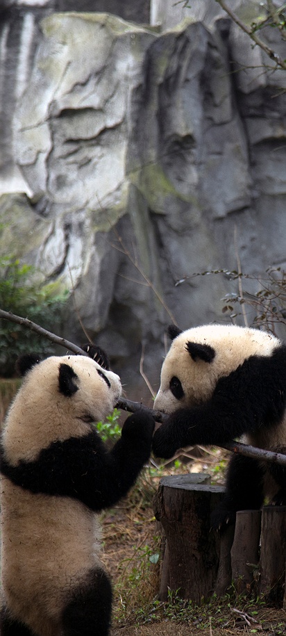 bear species native to China