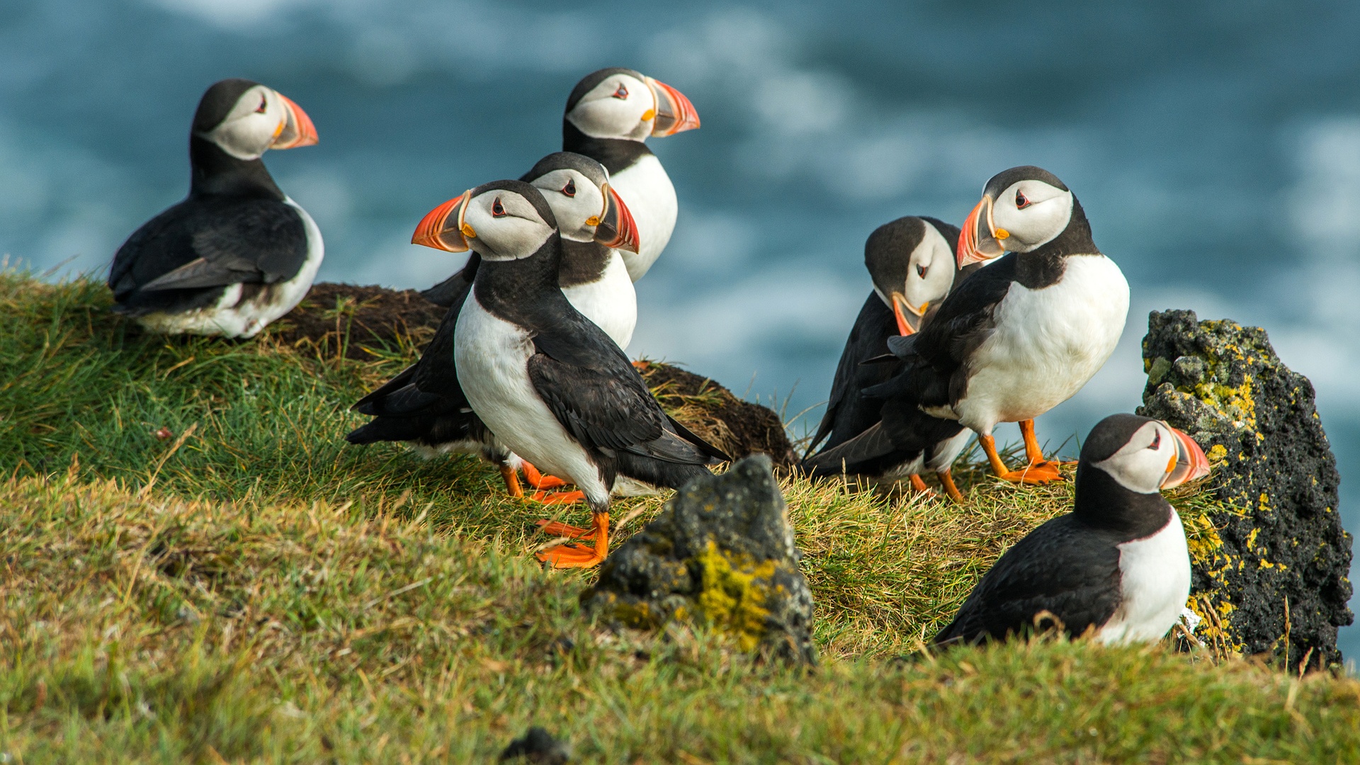 Group of Atlantic Puffins