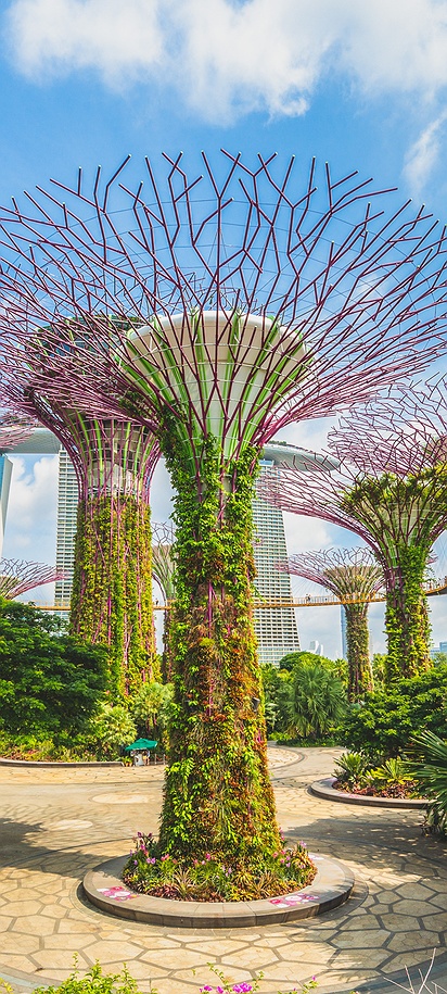 the Supertree Grove at Gardens by the Bay in Singapore