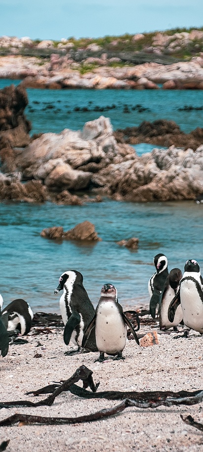 South African penguins