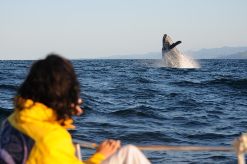 Whale Watching