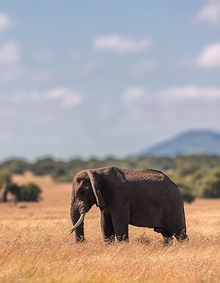 the Fig Tree Arch in Arusha National Park, Tanzania