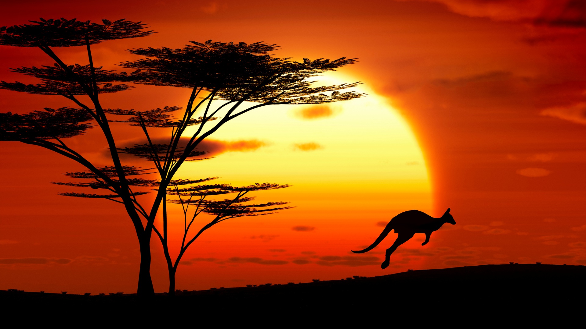 Australian kangaroos