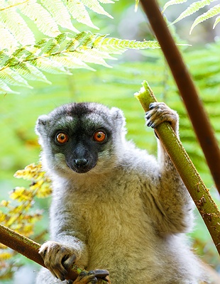 Rova of Antananarivo