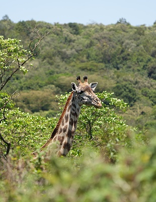 the Fig Tree Arch in Arusha National Park, Tanzania