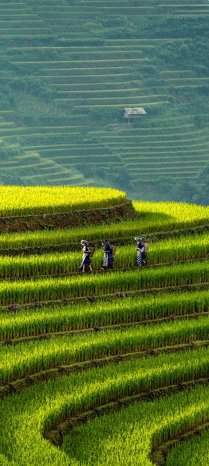 Rice fields in Mu Cang Chai in Vietnam