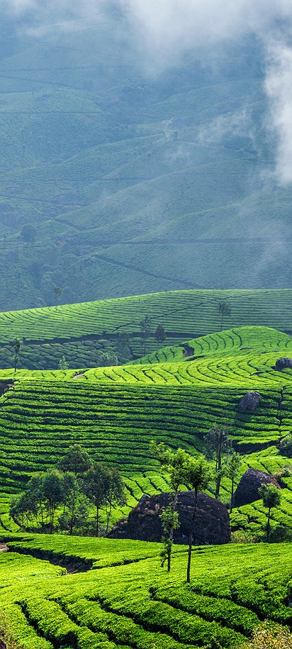 Lush tea gardens of Munnar, India