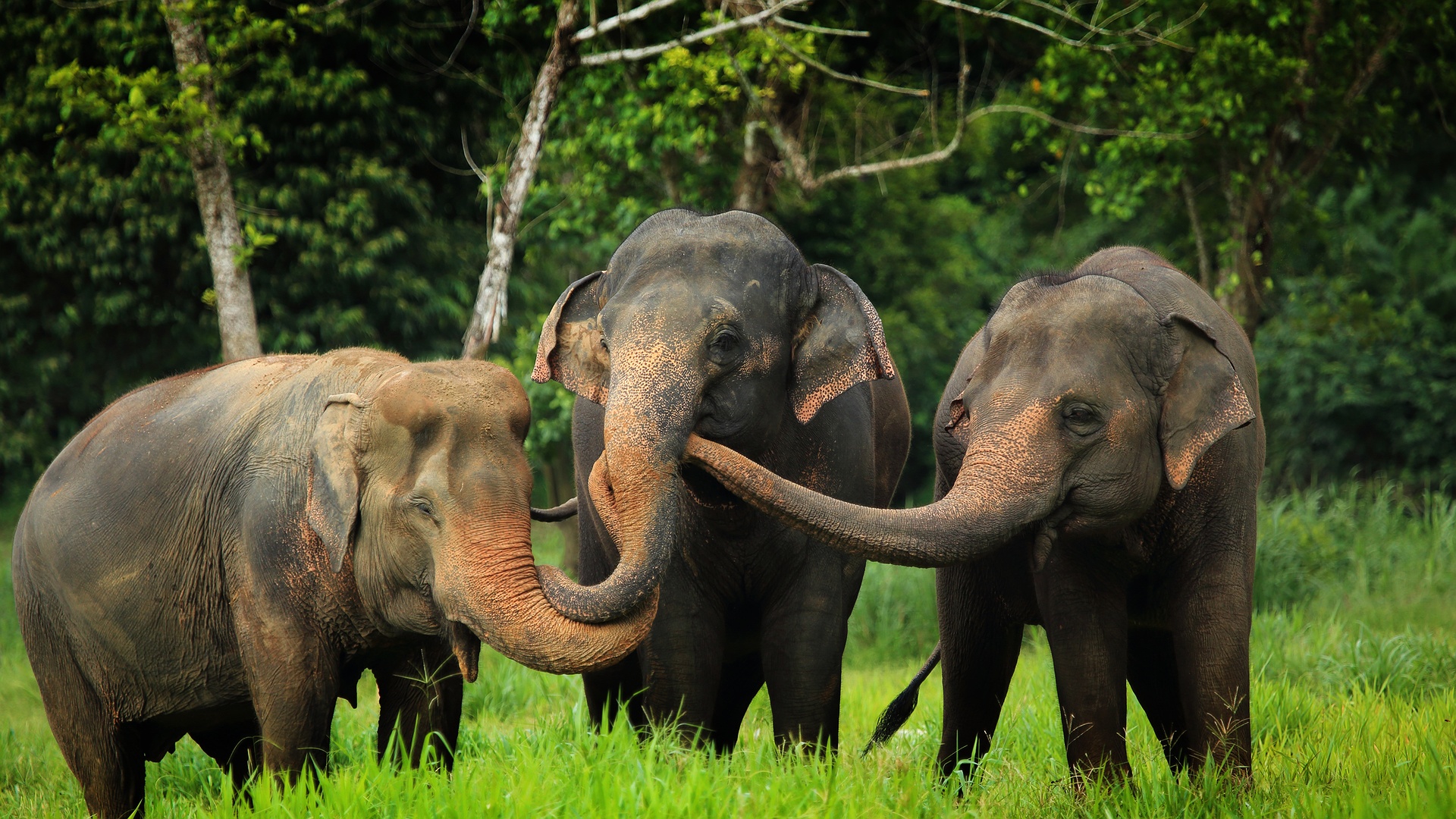 Elephant hills in Khao Sok