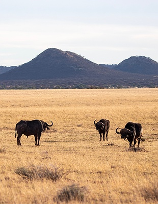African bush elephant