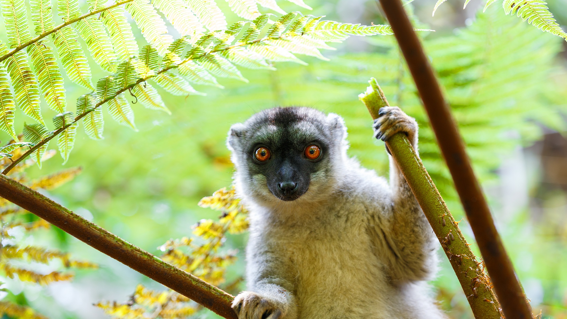 common brown lemur (Eulemur fulvus) native to Madagascar