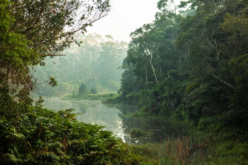 Night Walks in the Rainforest 