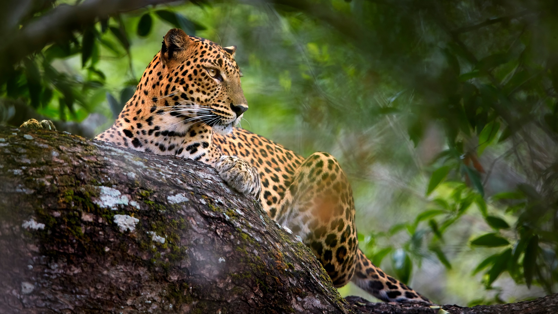 Sri Lankan leopard (Panthera pardus kotiya) 