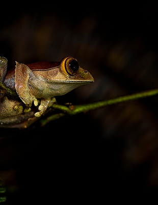 trekking in rainforests in Madagascar