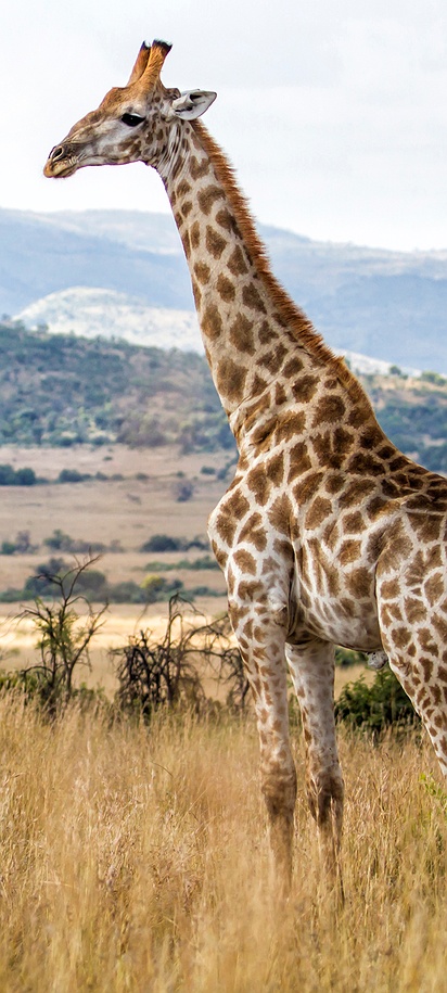 two giraffes in a natural habitat