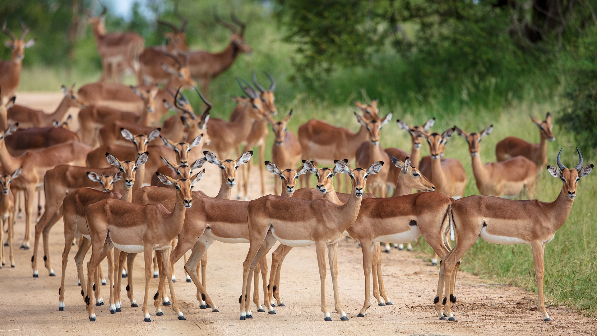 Herd of impalas in South Africa