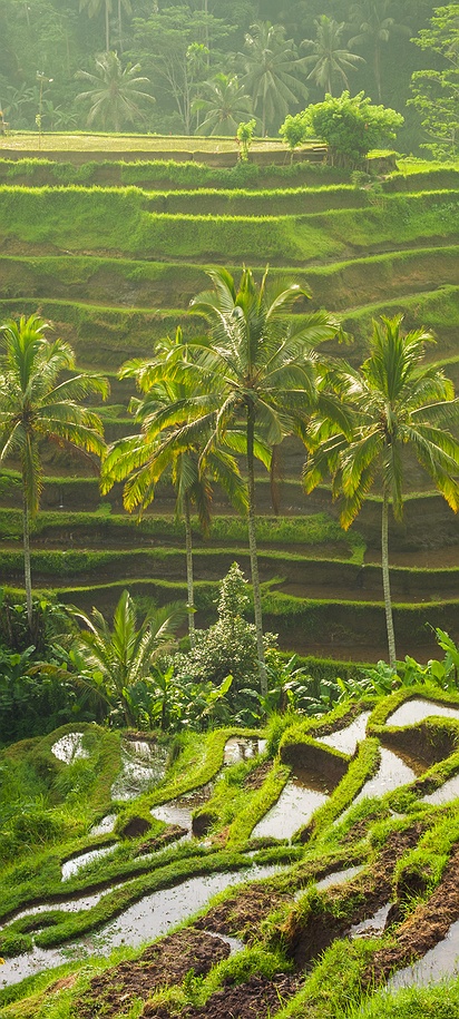 the Tegallalang Rice Terraces located near Ubud in Bali, Indonesia