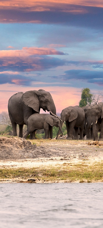 herd of African elephants (Loxodonta africana) along the Chobe River in Botswana