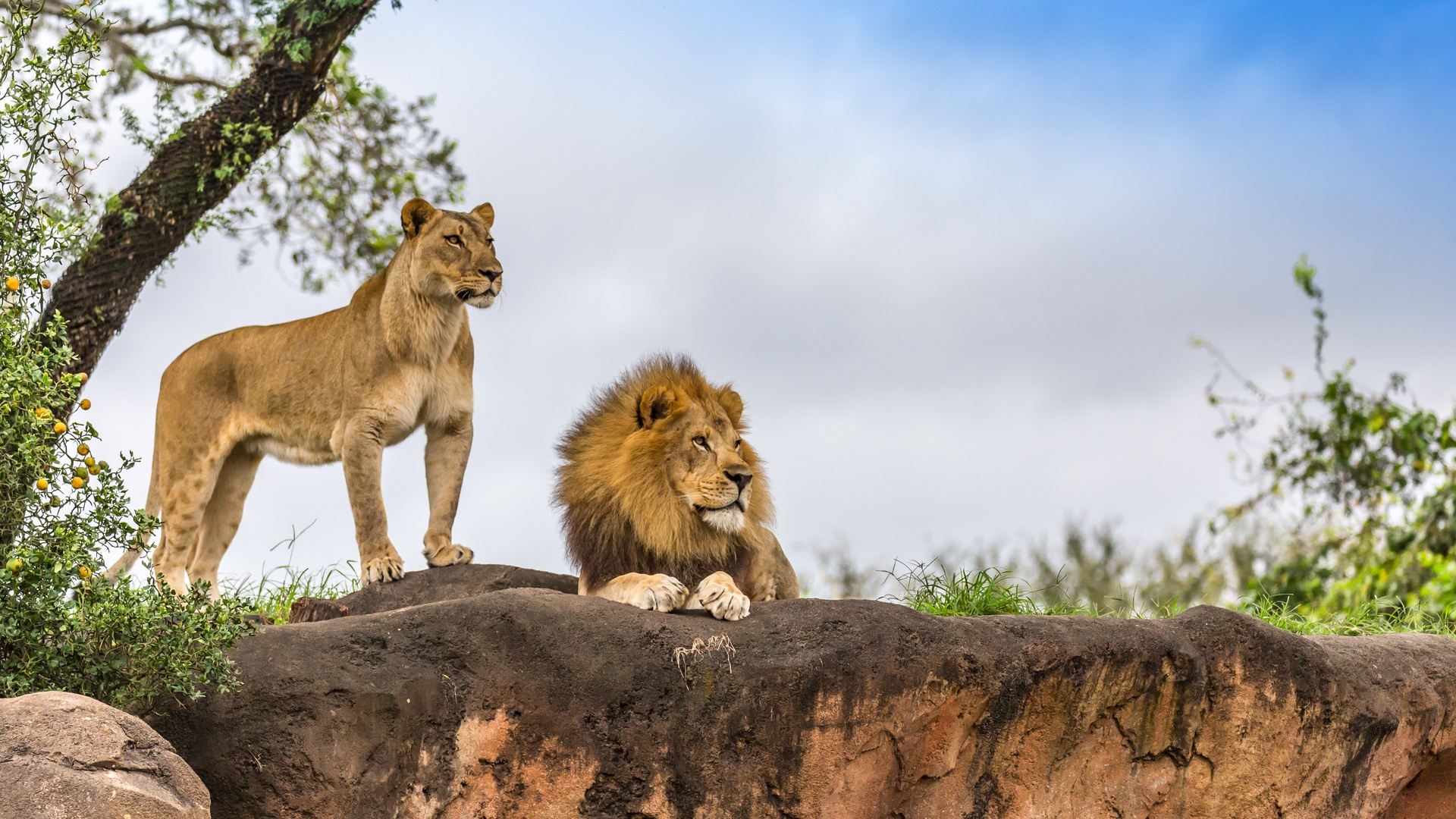 African lions wildlife