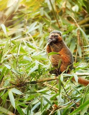 trekking in rainforests in Madagascar