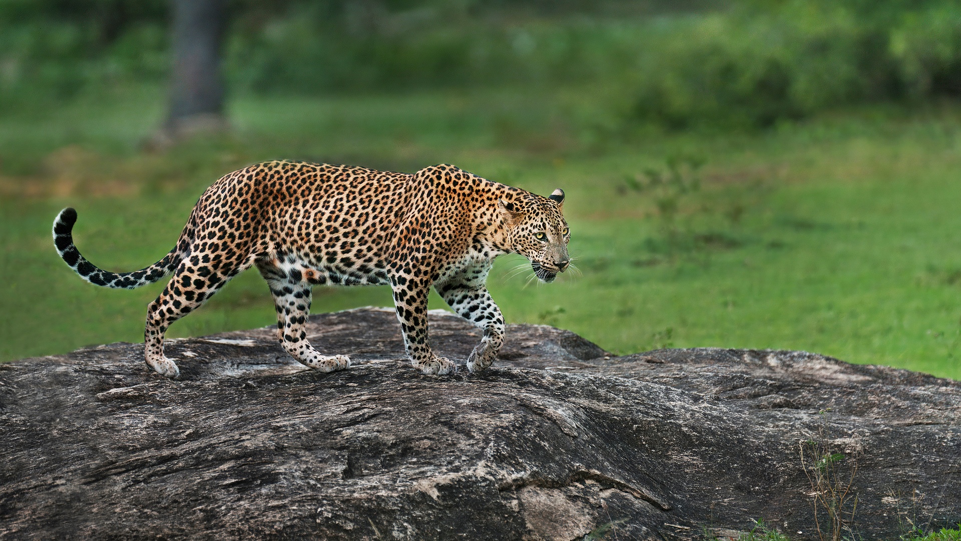 Sri Lankan leopard