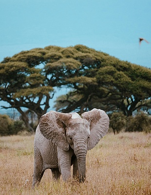 Elephants at Maasai Mara