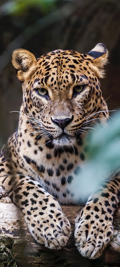 Sri Lankan leopard