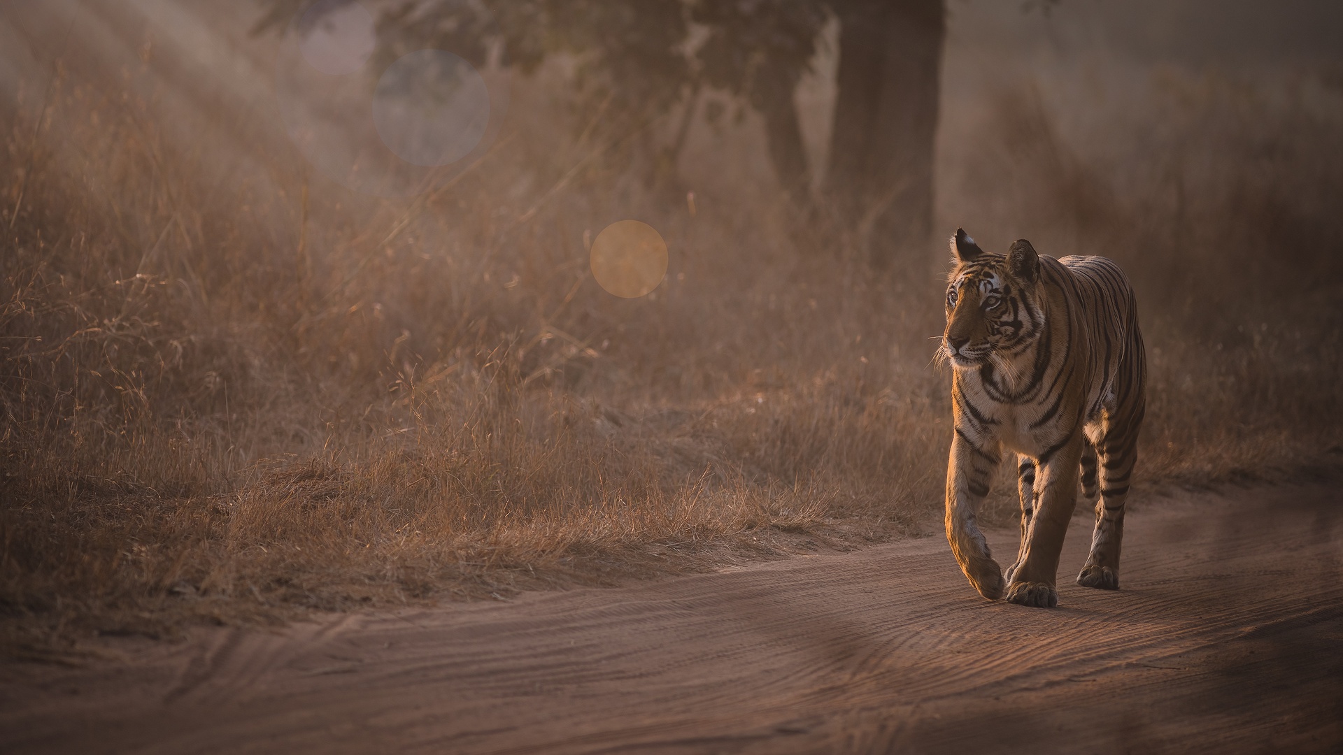 Indias' wildlife