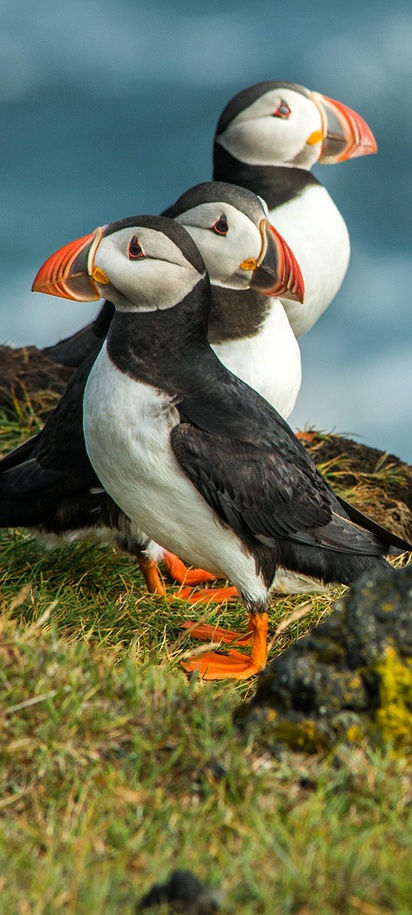 Group of Atlantic Puffins