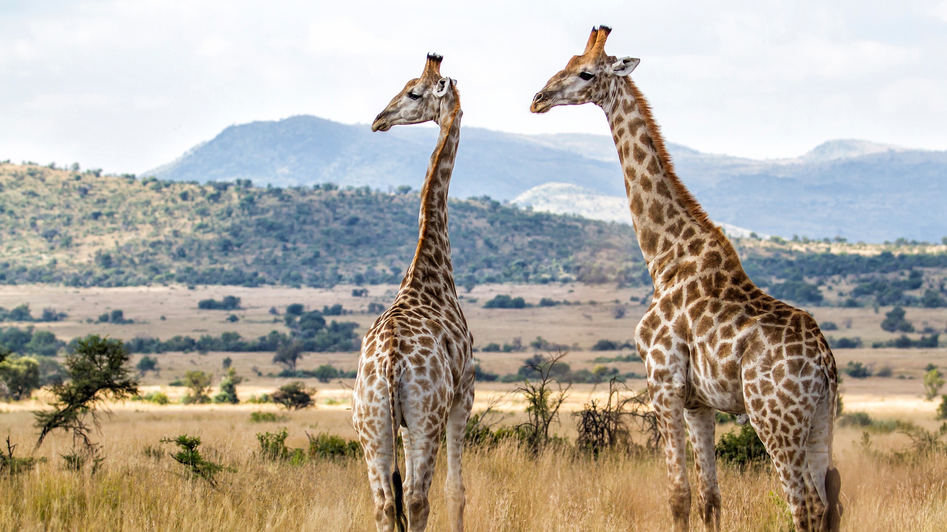 two giraffes in a natural habitat