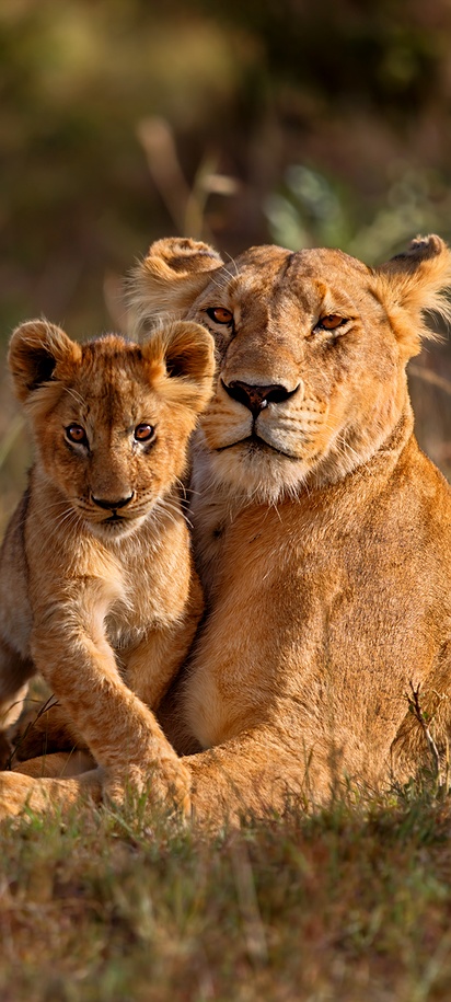 African lioness with her cub